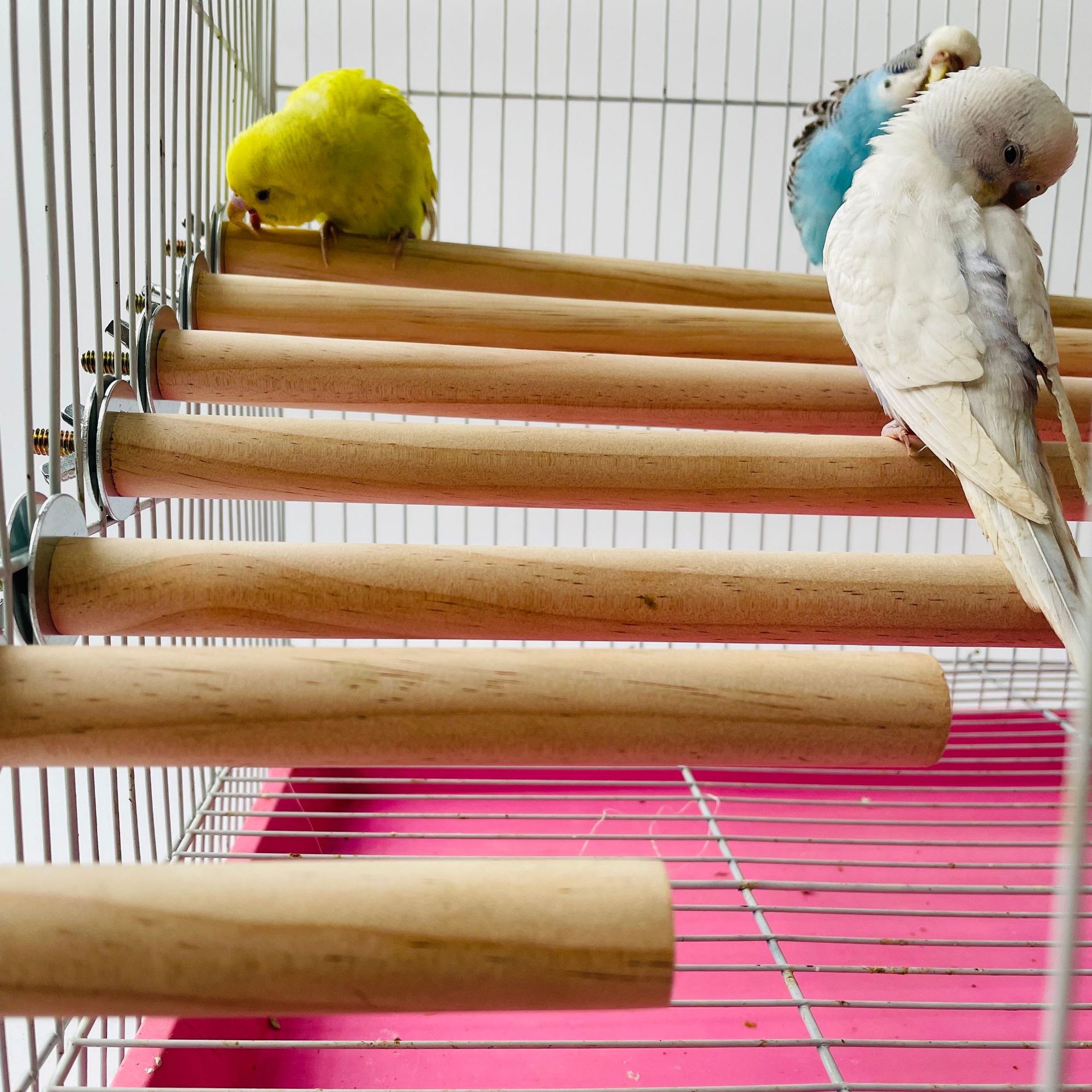 Parrot Pet Raw Standing Stick  - Pet X Supplies & Tack Photos recension och pris